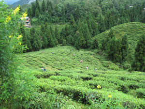 Tea Pickers in Darjeeling